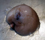 Moon snail
