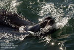 Male sea lion checking out the boat