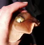 Moon snail with mantle up