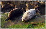 Highlight for Album: Harbor Seals