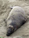 Adult male elephant seal