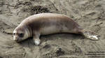Young elephant seal