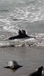Sparring in the shallows