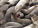 An elephant seal gets annoyed at the jiggling of bodies