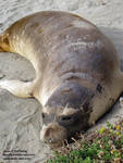 A young seal napping