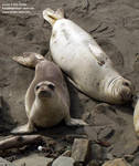 Two young seals found us interesting.