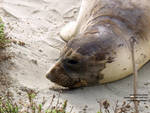 Same seal napping