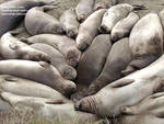 A pile of young males napping