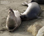 One scritches his flippers while the other half-heartedly bites him