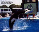 Highlight for Album: SWC 8/94