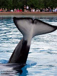 Highlight for Album: Marineland Canada