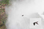 Just following a bird with the zoom lens.