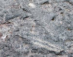 Steven found these fossils in the wall