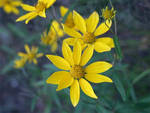 Highlight for Album: South Cheyenne Canon Park