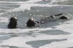 2otters