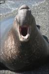 Highlight for Album: Elephant Seals 2007