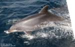 Highlight for Album: Wild dolphins 2/9/07