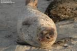 Highlight for Album: Harbor Seals Feb 2007