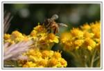 A bee =)