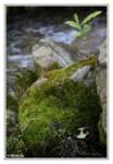 A moss covered rock in a small creek near our campsite