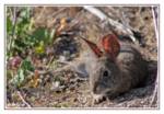 rabbit-resting