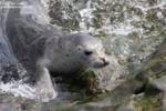 Highlight for Album: Harbor Seals July 2007