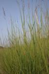 Grasses in Mongolia