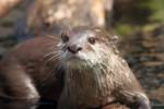 Highlight for Album: National Zoo, Washington, DC