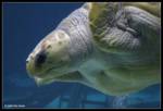 Highlight for Album: Adventure Aquarium, Camden, NJ