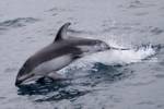 Highlight for Album: Monterey Whale Watch - 8/31/07