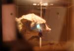 A wee hologram man sits inside and barks