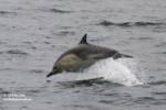 Common dolphin