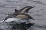 Highlight for Album: Whale Watch 4/4/08