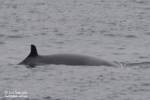 Minke whale dorsal fin