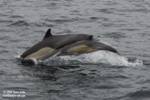A mother and calf