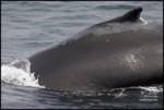 Highlight for Album: Humpbacks - August 14, 2008