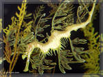 Highlight for Album: Stephen Birch (Scripps) Aquarium