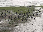 The coots made loud slurpy noises as they dashed through the mud =D