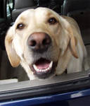 Scout is happy =)