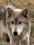 Highlight for Album: Colorado Wolf & Wildlife Center 2004