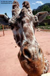 Highlight for Album: Cheyenne Mountain Zoo