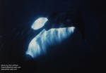 Highlight for Album: Vancouver Aquarium 1995
