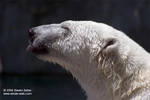 Highlight for Album: Albuquerque Zoo