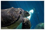 Highlight for Album: Albuquerque Aquarium 6/10/06