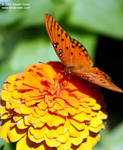butterfly